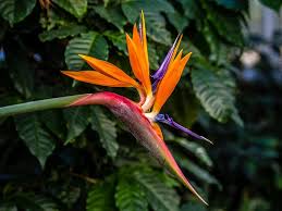 Do you know what species you are hoping to attract? Best Plants That Attract Birds To Your Garden