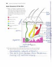 Transcribed image text from this question. Johnsonpg60 Pdf 60 Anatomy 8 Physiology Coloring Workbook Basic Structure Of The Skin 7 Figure 42 Depicts A Longitudinal Section Of The Skin Label The Course Hero