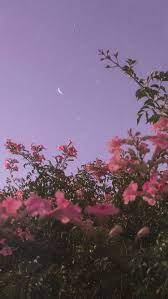 Pin By Quỳnh On Aesthetic Wallpapers Android Wallpaper Flowers Night Sky Wallpaper Flower Aesthetic