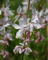 Image result for Oenothera lindheimeri