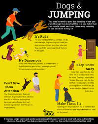 Dog Behavior Training How To Get Your Dog To Stop Jumping