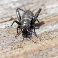 Although house crickets can be found in your yard, they differ from field crickets in behavior, diet, and appearance. Are House Crickets Harmful Schendel Blog