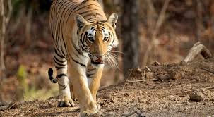 We did not find results for: Wild India Exploring The Real Jungle Book With Safaris