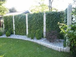 Ein sichtschutz für den garten kann aus holz, bambus, wpc oder vielen anderen materialien bestehen. Schnellwachsende Hecke Efeuhecke Deutschland Utting Pflanzfertige Bauhaus Garten Sichtschutz Garten Zaun Und Sichtschutzzaun Garten