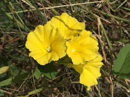 Image result for Merremia verecunda