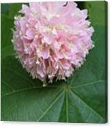 Image result for Dombeya lastii