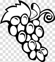 Grapes Drawing Transparent Background Grape Drawing Transparent Background Drawings