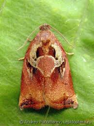 Image result for Archips podanus