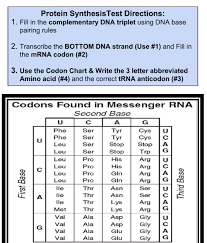 Trna and mrna transcription worksheet with answer key : Protein Synthesis Test Worksheet