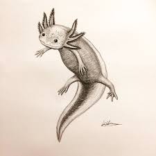 The easy drawing book for teens: Katy Lee On Twitter Axolotl Drawing Done More Stuff To Come Art Illustration Sketchbook Axolotl Doodles Pencilart Artist Realism Traditionalart Https T Co Hrp1ajauuk