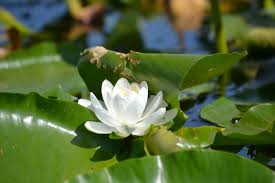 Image result for Nymphaea heudelotii