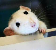 Reverse image search finds the most relevant pictures online. Hamster Picture 835 1000 Jpg Cute Guinea Pig Bed Winter Animal Cage Mat Hamster The Top Countries Of Suppliers Are China Hong Kong Sarraga45826