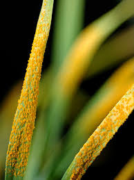 Animals that have to see in the dark have many more rods than. Do Plants Have An Immune System Ask An Expert Abc Science