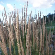 Image result for Sorghastrum