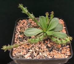 Image result for Euphorbia didiereoides