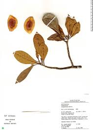 Image result for Landolphia rufescens