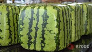 It is fun to change the shape of your watermelon and watch it grow into a square or some other shape of your choosing. Square Watermelons Ready To Be Shipped Across Japan