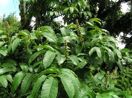 Image result for Bersama abyssinica