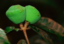 Image result for Voacanga chalotiana