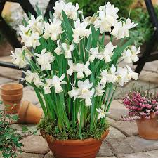 Buy Narcissi Thalia Plants J Parker Dutch Bulbs