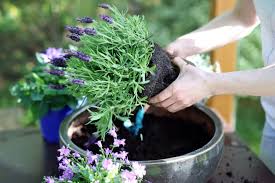 Von den etwa 25 bekannten lavendelarten wird in mitteleuropa hauptsächlich die winterharte art lavandula angustifolia kultiviert. Winterharter Lavendel Diese Sorten Uberstehen Den Winter