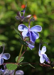 Image result for Rotheca