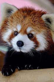 Imagen De Animal Cute And Red Panda Cute Animals Baby Animals Animals Beautiful