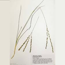 Image result for Alloteropsis