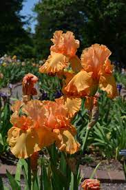 Pin By Susan Pannell On Irises Iris Flowers Amazing Flowers Orange Flowers
