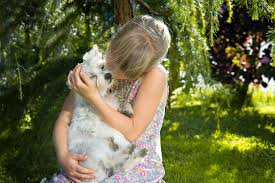 Home Remedies For Dogs Cats Fleas Dry Skin Cuts And More The Old Farmer S Almanac