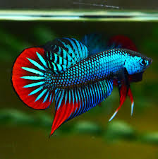 The most beautiful wild bettas compilation best captive bred bloodlines by franksbettas. Recently Did A Photo Session With The New Macro Lens Of My Wild Betta Imbellis Males From My Last Spawn Anyone Else Keeps And Breed Wilds Aquariums