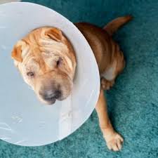 Primary & preventative care, 24 hour emergency animal hospital, & specialty services. Emergency Pet Care In Colorado Springs Co Animal Er Care Llc