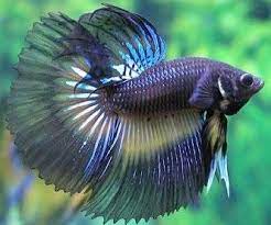 Amazing Elegant Simple Colours Make For A Beautiful Fish Betta Fish Care Betta Fish Betta