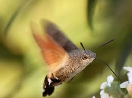 Benkmann Sylvia Taubenschwanzchen Printart Gallery Taubenschwanzchen Tiere Zoologie