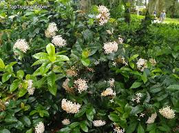 Image result for Ixora laurentii