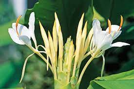 How To Grow Ginger New Zealand Handyman Magazine