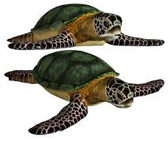 Pin By Priya On Turtles Tortoises Turtle Sea Turtle Sea Turtle Shell
