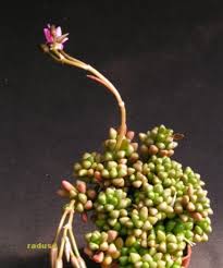 Image result for Anacampseros subnuda