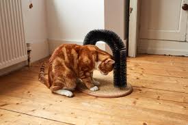 Pay attention to the armpits and the belly, where hair gets tangled easily. How To Groom A Cat Battersea Dogs Cats Home