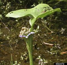 Image result for Monochoria