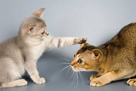 Bringing Home Your New Kitten | VCA Animal Hospital | VCA Animal Hospitals