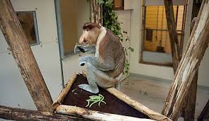 Der nasenaffe kommt ausschließlich auf der insel borneo vor, er bewohnt die küstenregionen und die tiefergelegenen gebiete. Die Ruckkehr Der Langen Nasen Nzz