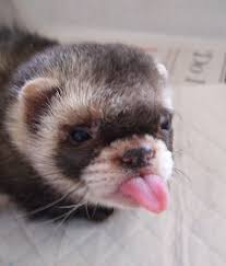 42 Funny Ferrets That Just Want To Play With You | Bored Panda