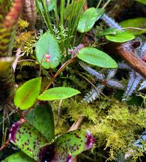 Image result for Begonia elaeagnifolia