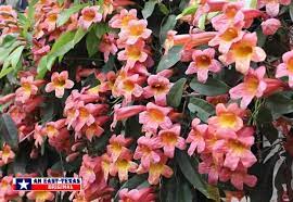 Maybe you would like to learn more about one of these? East Texas Flowers Trees Dogwoods Daffodils Wildflowers Photographs