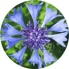 The color purple is often associated with royalty, nobility, luxury, power the color purple is a rare occurring color in nature and as a result is often seen as having sacred meaning. 41 Types Of Blue Flowers Proflowers Blog