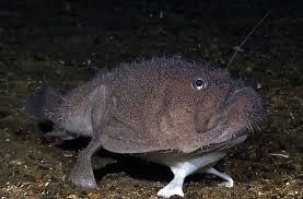 Pic O The Week Unidentified Deep Sea Fish Deep Sea Creatures Sea Fish Deep Sea Fishing
