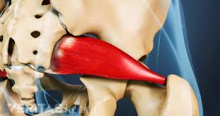 There are around 650 skeletal muscles within the typical human body. What Is Piriformis Syndrome