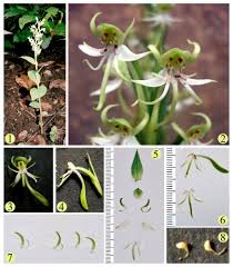 Image result for Habenaria afra