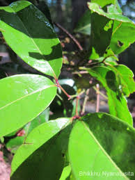 Image result for Glenniea